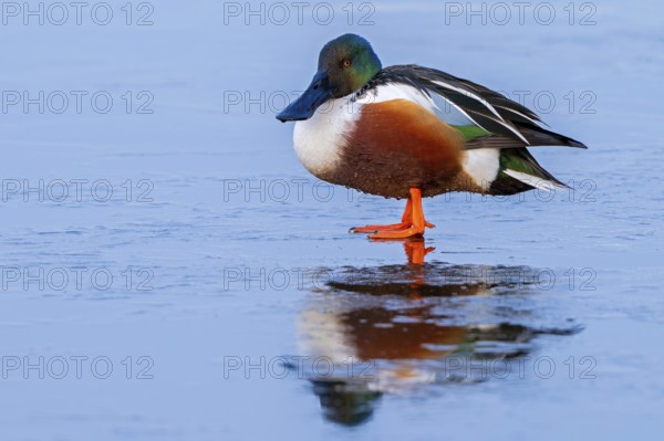 Northern shoveler (Spatula clypeata, Anas clypeata) adult male, drake resting on ice of frozen pond in winter