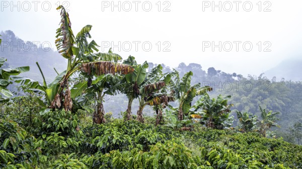 Banana trees, Cocora Valley, Salento, Quindio, Colombia, South America