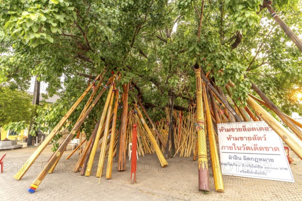 Wooden supports on a Bodhi tree in the Buddhist temple Wat Phra That Si in Chom Thong, Thailand, Asia