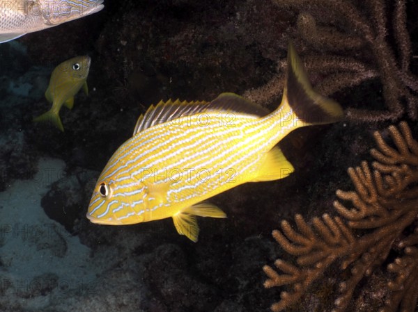 Yellow striped fish, bluestriped grunt (Haemulon sciurus), swimming over a coral reef, dive site John Pennekamp Coral Reef State Park, Key Largo, Florida Keys, Florida, USA, North America