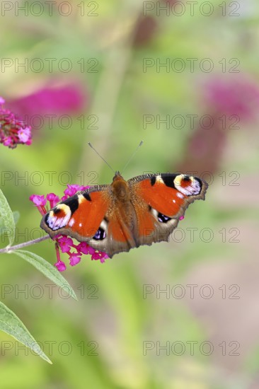 Peacock butterfly (Inachis io) sucking nectar on butterfly bush (Buddleja davidii), in a natural environment in the wild, close-up, wildlife, insects, butterflies, butterflies, Wilnsdorf, North Rhine-Westphalia, Germany, Europe