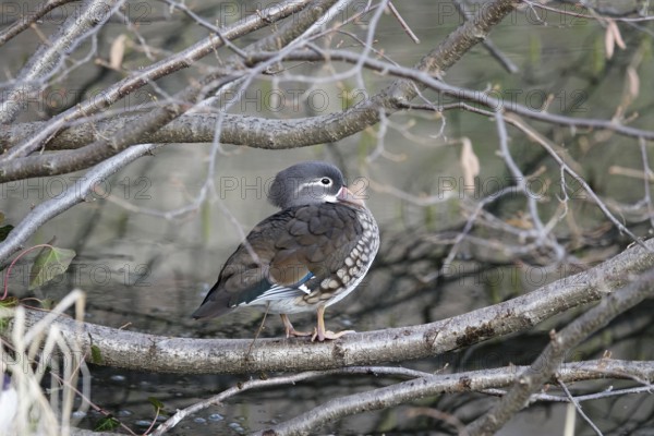 Mandarin duck on a branch, female, winter, Germany, Europe