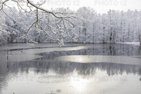 Winter at the Merzteich pond in Friedewald near Niederau, Moritzburg pond area, Saxony, Germany, Europe