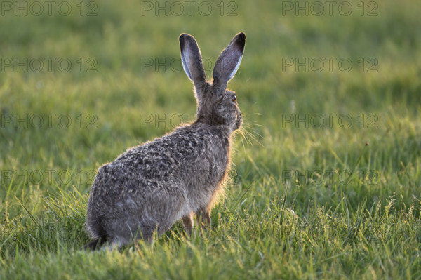 European hare (Lepus europaeus), sitting in meadow, Lake Neusiedl National Park, Seewinkel, Burgenland, Austria, Europe