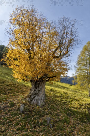 A large, old sycamore maple (Acer pseudoplatanus) with yellow autumn leaves in a meadow under a clear sky, Saalbach Hinterglemm, Salzburg, Austria, Europe