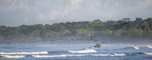 Coastal landscape, sea and sandy beach with rainforest, Corcovado National Park, Osa Peninsula, Puntarena Province, Costa Rica, Central America