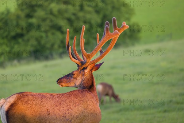 Portrait of an Altai maral stag, Altai wapiti or Altai elk (Cervus canadensis sibiricus) in the first light of the day. The antlers shine in that light