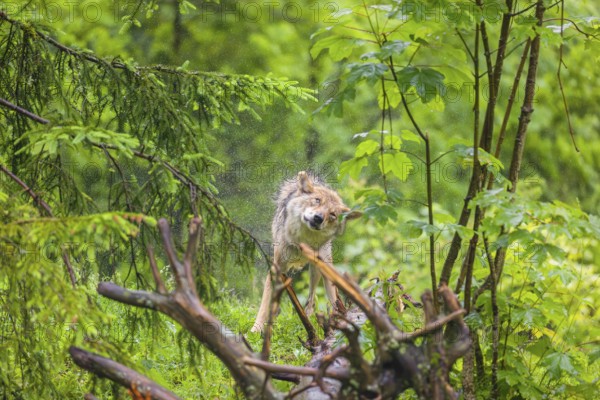 A female eurasian gray wolf (Canis lupus lupus) stands on a meadow on a hill and shakes off the rain of its fur