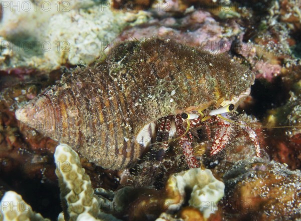 Dark-kneed hermit crab (Dardanus lagopodes) in an algae-covered snail shell between corals, dive site SD, Nusa Ceningan, Nusa Penida, Bali, Indonesia, Asia