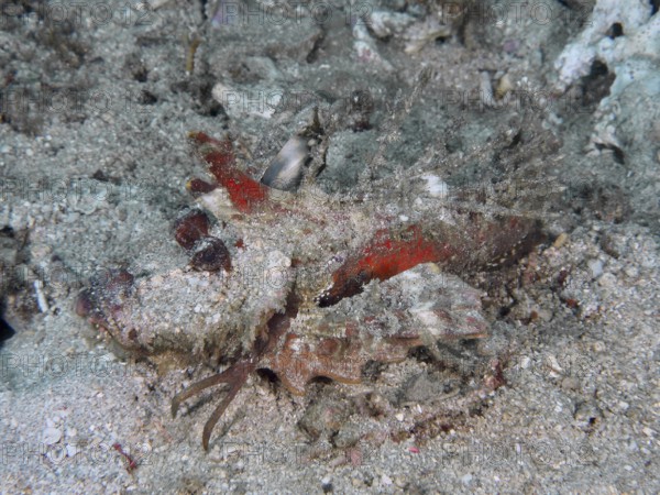 Well camouflaged fish, Spiny Devilfish (Inimicus didactylus), hiding under the sand in the ocean, dive site Pidada, Penyapangan, Bali, Indonesia, Asia