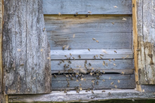 Bees swarming from an old wooden house that serves as a beehive, North Rhine-Westphalia, Germany, Europe