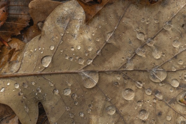 A leaf with water droplets lies on the floor. The leaf is brown and the water droplets are clear. Bas rhin, Alsace, France, Europe