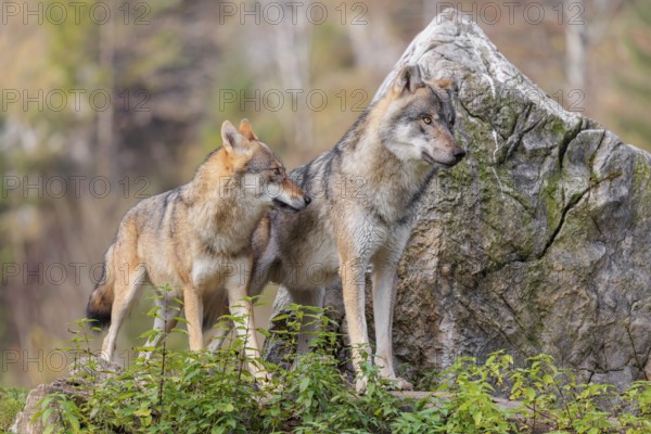 Two gray wolves (Canis lupus lupus) stand on a lying tree trunk in front of a rock on the top of a small hill