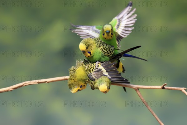 Budgerigar (Melopsittacus undulatus), adult, group, male, female, in perch, mating, social behaviour, Australia, Oceania