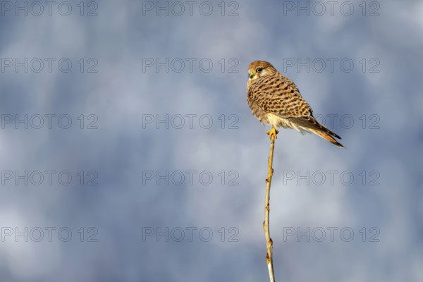 Kestrel (Falco tinnunculus), female, Münster, Tyrol, Austria, Europe