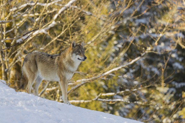 An adult female grey wolf (Canis lupus lupus) stands on a sloping, snow-covered meadow at the edge of a forest on a cold, sunny day