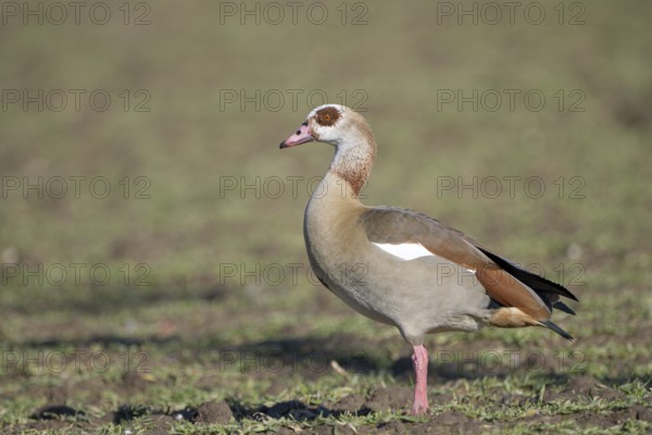 Egyptian goose (Alopochen aegyptiaca), adult bird, Wesel, Lower Rhine, North Rhine-Westphalia, Germany, Europe