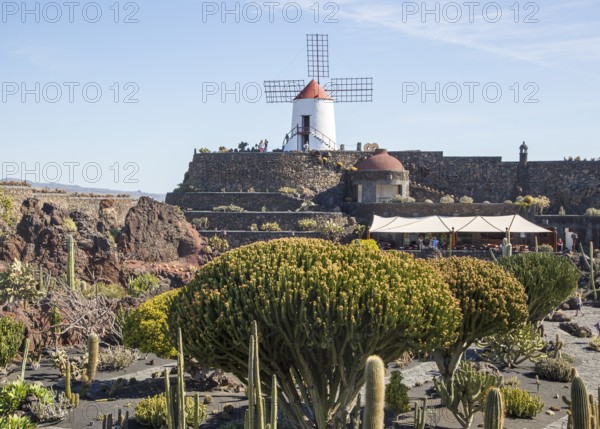 Cactus plants and windmill Jardin de Cactus designed by César Manrique, Guatiza. Lanzarote, Canary Islands, Spain, Europe