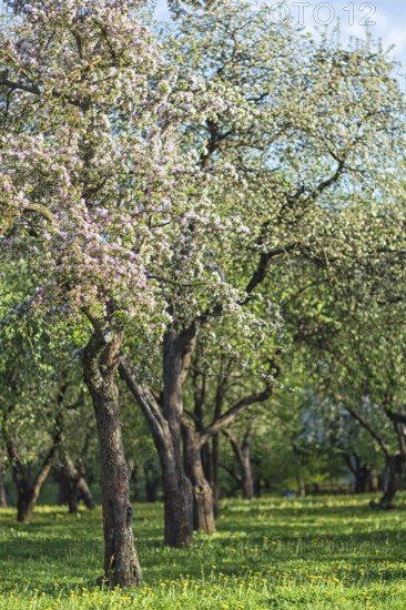 Blooming apple trees in spring park