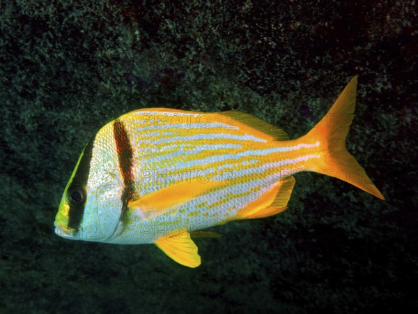 Fish with a yellow stripe pattern, porkfish (Anisotremus virginicus), swimming in the dark ocean. Dive site John Pennekamp Coral Reef State Park, Key Largo, Florida Keys, Florida, USA, North America