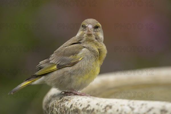 European greenfinch (Chloris chloris) adult bird on a garden bird water bath in the summer, Suffolk, England, United Kingdom, Europe