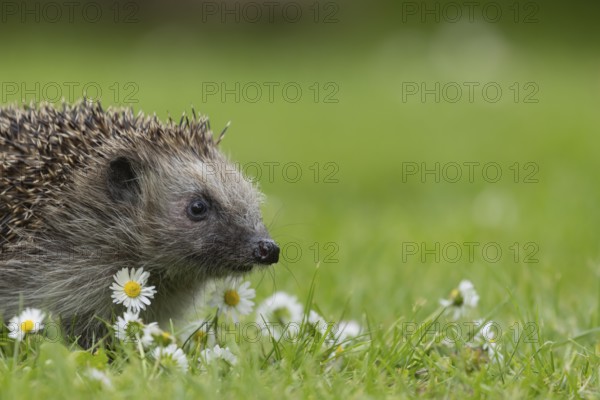 European hedgehog (Erinaceus europaeus) adult animal on a garden grass lawn with flowering daisy flowers in the summer, Suffolk, England, United Kingdom, Europe