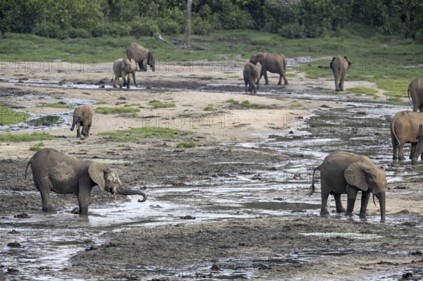 African forest elephants (Loxodonta cyclotis) in the Dzanga Bai forest clearing, Dzanga-Ndoki National Park, Unesco World Heritage Site, Dzanga-Sangha Complex of Protected Areas (DSPAC), Sangha-Mbaéré Prefecture, Central African Republic, Africa