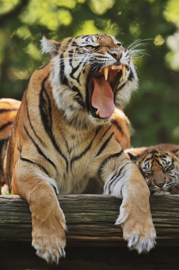 Sumatran tiger (Panthera tigris sumatrae), yawning female with young, captive, occurring on Sumatra, Indonesia, Asia