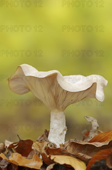 Foggy grey funnel mushroom or fog cap (Lepista nebularis, Clitocybe nebularis), North Rhine-Westphalia, Germany, Europe