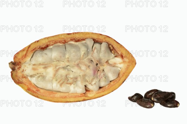 Cocoa tree (Theobroma cacao), halved cocoa fruit with pulp and cocoa beans