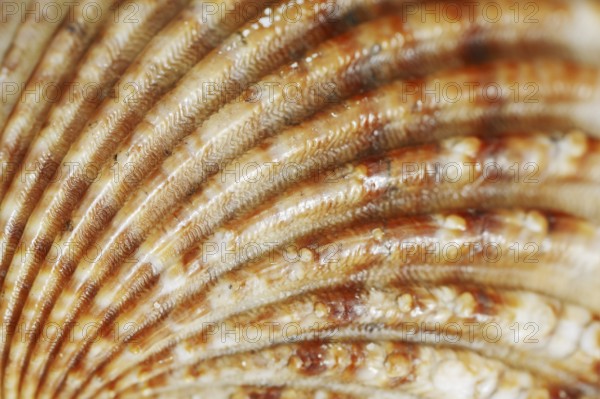 Cardiidae (Acanthocardia tuberculata), mussel shell, detail, Camargue, Provence, South of France