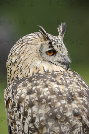 Bengal Eagle Owl or Indian Eagle Owl (Bubo bengalensis, Bubo bubo bengalensis), portrait, captive, occurrence in Asia