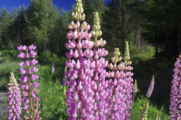 Lupins in full bloom under a blue sky, surrounded by a green forest in a sunny atmosphere, Dalsland, Sweden, Europe