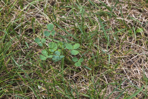 Top view and close-up of Trifolium repens, Dutch Clover growing in distressed Poa pratensis, Kentucky Bluegrass lawn in summer, Quebec, Canada, North America