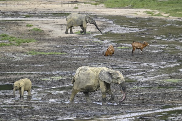 Forest elephants (Loxodonta cyclotis) and bongo antelopes (Tragelaphus eurycerus) in the Dzanga Bai forest clearing, Dzanga-Ndoki National Park, Unesco World Heritage Site, Dzanga-Sangha Complex of Protected Areas (DSPAC), Sangha-Mbaéré Prefecture, Central African Republic, Africa