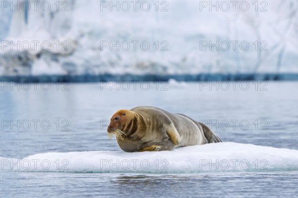 Bearded seal (Erignathus barbatus) resting on ice floe in front of ice wall of glacier along the coast of Svalbard, Spitsbergen