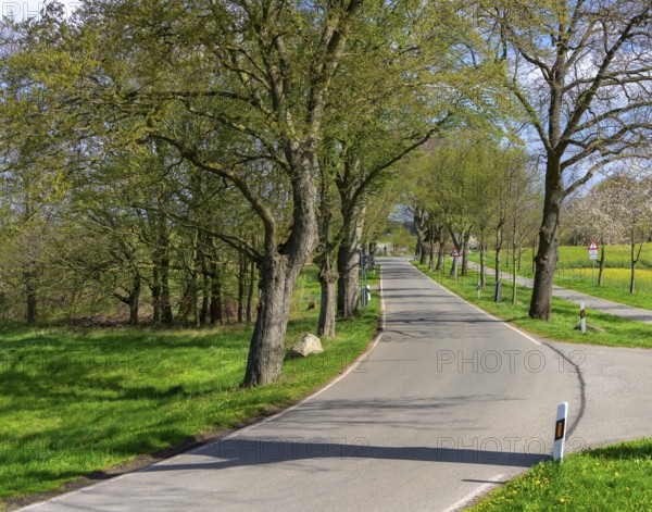 Country road on Rügen, Mecklenburg-Western Pomerania, Germany, Europe