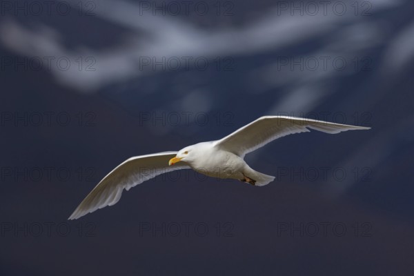 Glaucous gull (Larus hyperboreus), Norway, Spitsbergen, aerial photograph, Longyearbyen, Svalbard / Spitsbergen, Norway, Europe