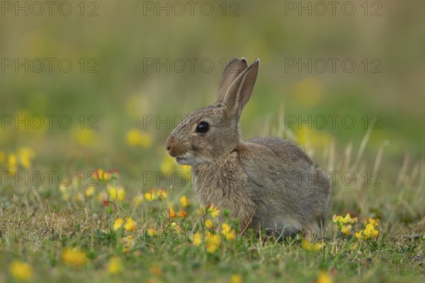 Rabbit (Oryctolagus cuniculus) wild adult animal in grassland with yellow summer flowers, England, United Kingdom, Europe