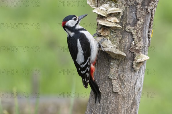 Great spotted woodpecker (Dendrocopos major) foraging on dead wood, Austria, Upper Austria, Europe