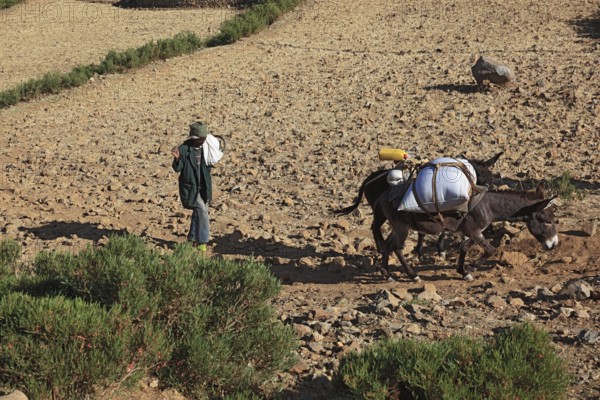 Tigray region, locals with a donkey on their way home across dry fields, Ethiopia, Africa