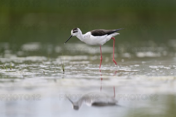 Black-winged Stilt (Himantopus himantopus), foraging in the water, Neusiedler See-Seewinkel National Park, Burgenland, Austria, Europe