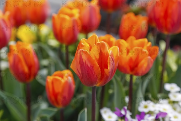 Gönningen tulip blossom, historic Gönningen cemetery, tulips (Tulipa), flowers, orange, red, two-coloured blossoms, spring bloomers, bulbous flower genus, old tradition, custom, custom, tulip show, Tulip Sunday at the foot of the Swabian Alb, Gönningen, Reutlingen district, Baden-Württemberg, Germany, Europe