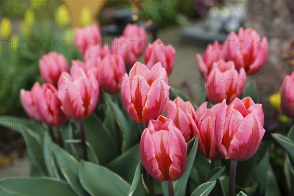 Gönningen tulip blossom, tulips (Tulipa), flowers, rosé, red, two-coloured blossoms, spring bloomers, bulbous flower genus, old tradition, custom, custom, tulip show, Tulip Sunday at the foot of the Swabian Alb, Gönningen, Reutlingen district, Baden-Württemberg, Germany, Europe