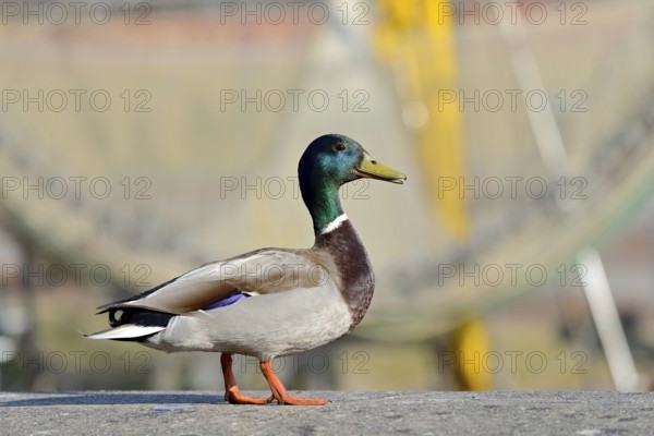 Mallard (Anas platyrhynchos), drake, male standing on a wall at the harbour of Greetsiel, North Sea, Lower Saxony, Germany, Europe