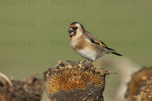 European goldfinch (Carduelis carduelis) adult bird feeding on sunflower plant seeds in the winter, England, United Kingdom, Europe