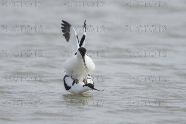 Pied avocet (Recurvirostra avosetta) two adult wading birds mating in a shallow lagoon in the spring, Norfolk, England, United Kingdom, Europe