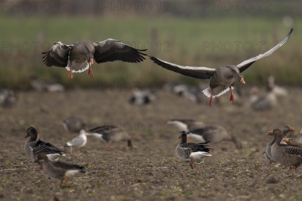 Greylag goose (Anser anser), Texel, Netherlands