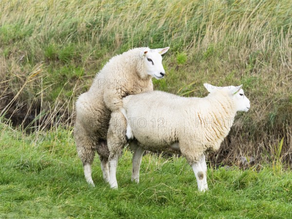 Texel Sheep (Ovis aries), two male lambs playing on a field, island of Texel, Holland