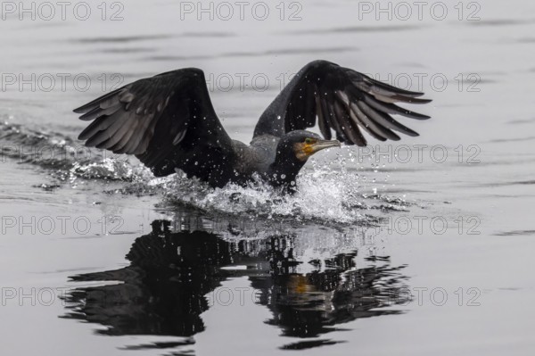 A cormorant is about to land on the water, water droplets splash up, Cormorant, (Phalacrocorax carbo), wildlife, Germany, Europe